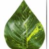 Artificial Money Plant Vine - 7.2Ft Home Decor Greenery