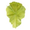 Lifelike Artificial Vegetable Lettuce Decoration - Multicolor