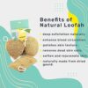 Natural Sun Dried Bath Loofah Scrubber - Eco-Friendly Pack of 3