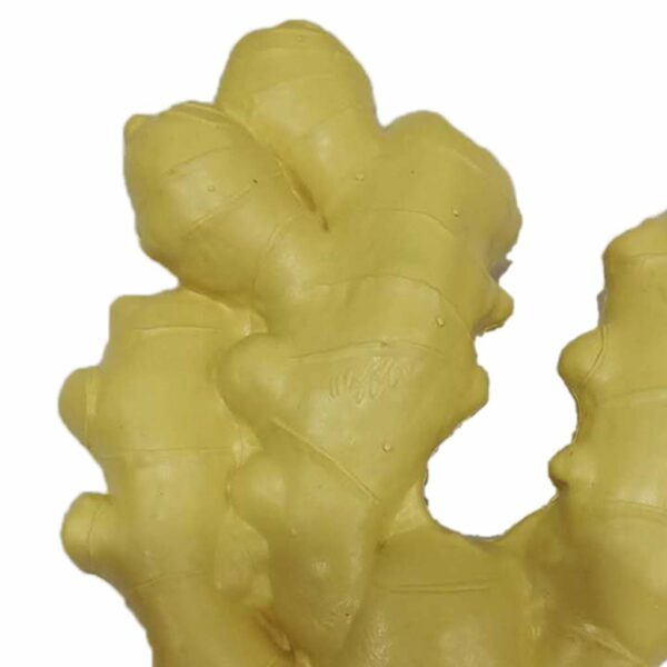 Artificial Lifelike Fake Vegetable Ginger for Display & Play - Image 5