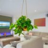 Artificial Money Plant with Woodlog Pot - 18 cm - Home & Office D?cor