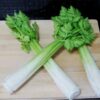 Lifelike Artificial Celery Decoration - 10.2" PVC