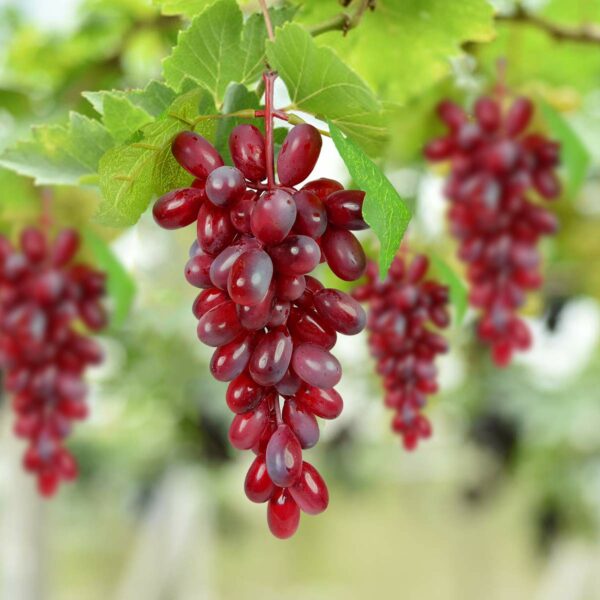 Artificial Hanging Grapes with Leaves - 3 Piece Set - Image 2