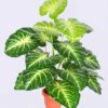 Artificial Fiddle Leaf Fig Tree - 75cm, 18 Leaves, No Pot