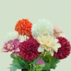 Artificial Dahlia Flower Bunch with Wooden Pot - 25cm Multicolor