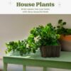 Pack of 3 Hanging Artificial Foliage Vine Plants - 28cm Green