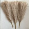 3-Piece Artificial Pampas Grass Set | French Beige Stems for D?cor