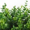 Lifelike Artificial Plants for Indoor & Outdoor Decoration