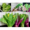Lifelike Artificial Vegetable Lettuce Decoration - Multicolor