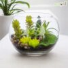 Ecofynd Glass Terrarium Bowl - 4inch Clear Aquarium Bowl