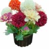 Artificial Dahlia Flower Bunch with Wooden Pot - 25cm Multicolor