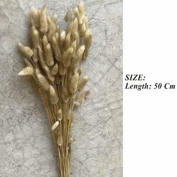 60 Pcs Dried Phalaris Grass for Home & Office Decor - Image 4