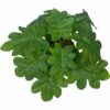 Realistic Artificial Plants with Pot for Home & Office Decor