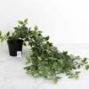 Mini Plastic Potted Vine Plant for Home Office & Bathroom D?cor