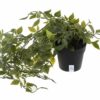 Mini Plastic Potted Vine Plant for Home Office & Bathroom D?cor