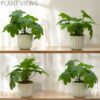 Realistic Artificial Plants with Pot for Home & Office Decor