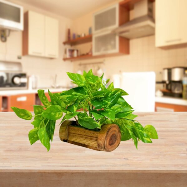 Artificial Money Plant with Woodlog Pot - 18 cm - Home & Office D?cor - Image 2