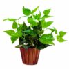 Artificial Money Plant Leaves in Wood Pot - Home & Office Decor