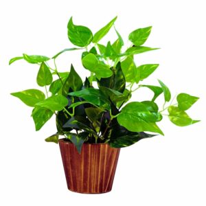 Artificial Money Plant Leaves in Wood Pot - Home & Office Decor