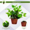 Artificial Money Plant Leaves in Wood Pot - Home & Office Decor