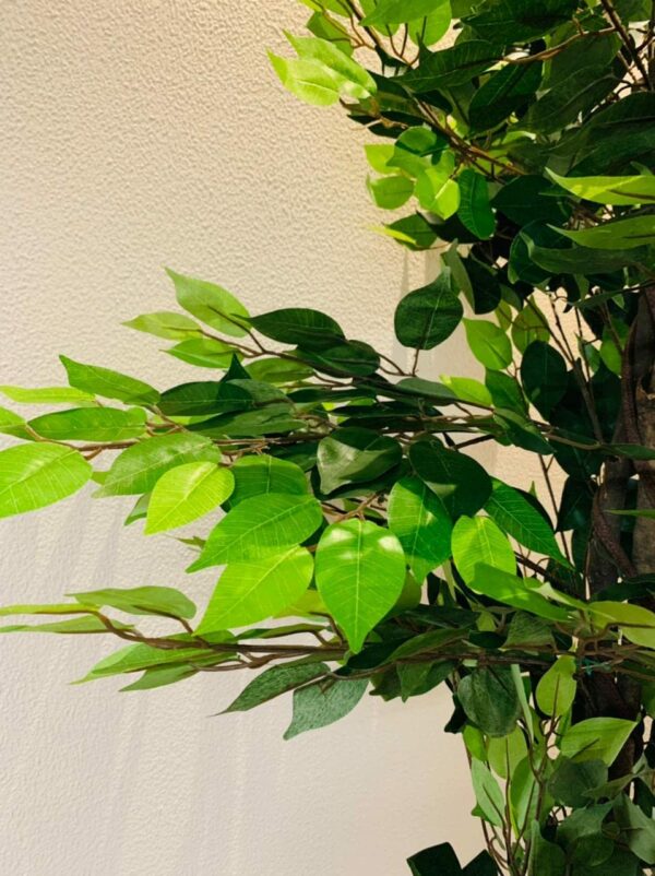 6 FT Ficus Artificial Plant with Basic Pot - Perfect Home Decor - Image 3