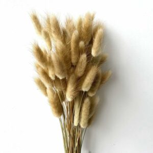 60 Pcs Dried Phalaris Grass for Home & Office Decor