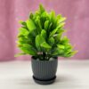 6 Packs Mini Artificial Plants for Home Decor - 17Cm