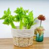 Lifelike Artificial Celery Decoration - 10.2" PVC