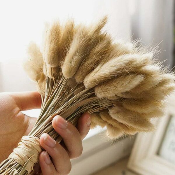 60 Pcs Dried Phalaris Grass for Home & Office Decor - Image 5