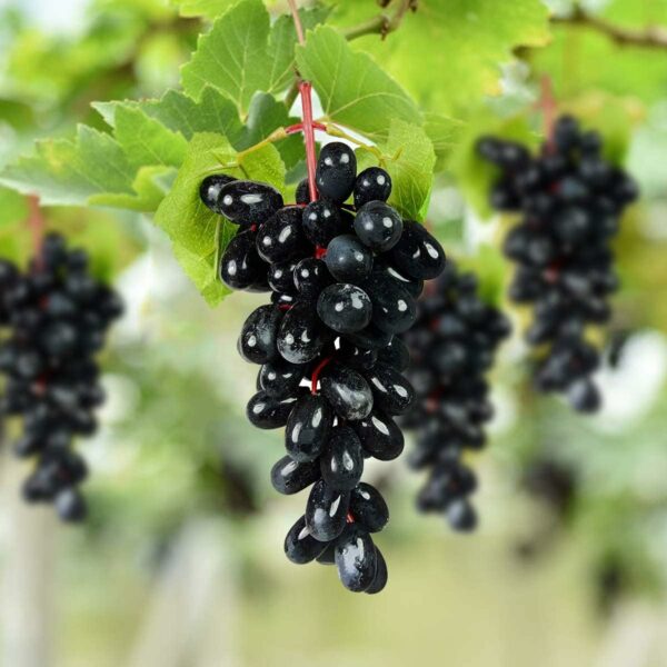 Lifelike Artificial Grapes for Home and Event Decor - Image 2