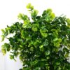 Artificial Greenery Ferns Vines for Home Decor - Pack of 1