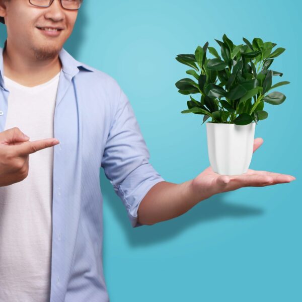 Artificial Rubber Plant with Pot - 28 cm Realistic Greenery for Home & Office Decor - Image 6