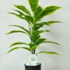 Artificial Snake Plant with Black Pot - 71.1 cm Tall, 26 Leaves