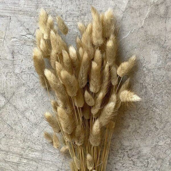 60 Pcs Dried Phalaris Grass for Home & Office Decor - Image 6