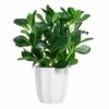 Artificial Rubber Plant with Pot - 28 cm Realistic Greenery for Home & Office Decor
