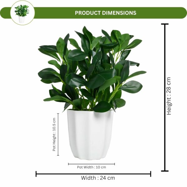 Artificial Rubber Plant with Pot - 28 cm Realistic Greenery for Home & Office Decor - Image 3
