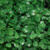 Artificial Eucalyptus Boxwood Topiary Grass Balls - Set of 2, 23 cm