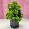 6 Packs Mini Artificial Plants for Home Decor - 17Cm