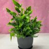 6 Packs Mini Artificial Plants for Home Decor - 17Cm