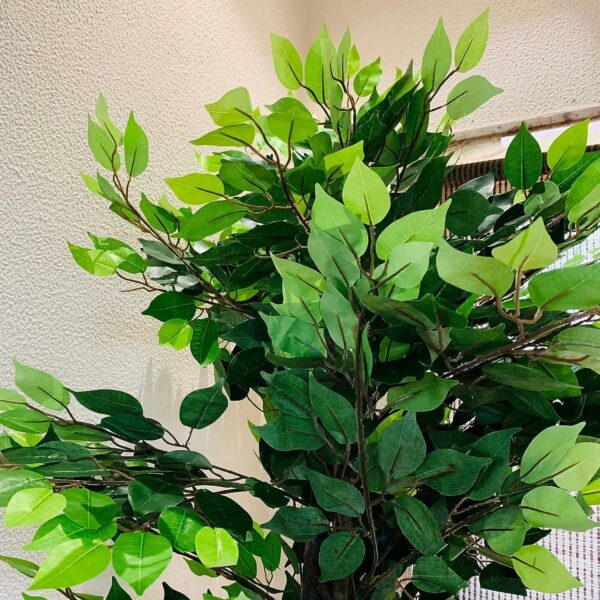 6 FT Ficus Artificial Plant with Basic Pot - Perfect Home Decor - Image 4