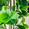 Artificial Fiddle Bliss Plant - 6 Feet - Realistic Indoor D?cor