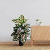 Artificial Tropical Caladium Plant 78.7 Cm Tall with 18 Leaves