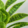Artificial Snake Plant with Black Pot - 71.1 cm Tall, 26 Leaves