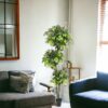6 FT Ficus Artificial Plant with Basic Pot - Perfect Home Decor