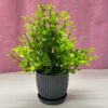 6 Packs Mini Artificial Plants for Home Decor - 17Cm