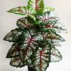 Artificial Tropical Caladium Plant 78.7 Cm Tall with 18 Leaves