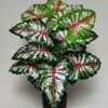 Artificial Tropical Caladium Plant 78.7 Cm Tall with 18 Leaves
