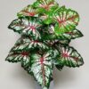 Artificial Tropical Caladium Plant 78.7 Cm Tall with 18 Leaves