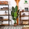 5 Feet Artificial Banana Plant - Lifelike Faux Tropical Tree