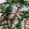 Artificial Tropical Caladium Plant 78.7 Cm Tall with 18 Leaves